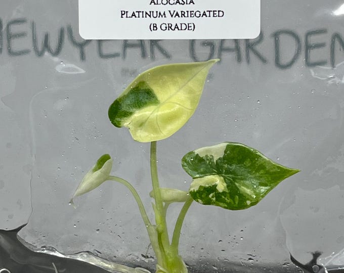 Alocasia Platinum Variegated (1 plantlet/bag) (B GRADE) Tissue culture