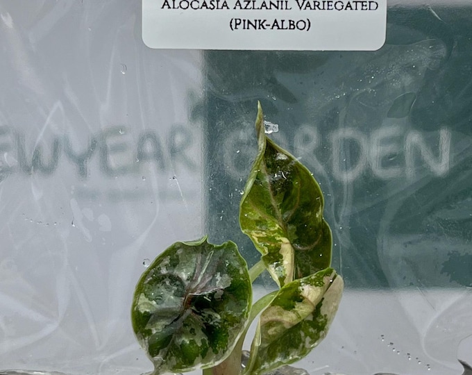 Alocasia Azlanii Variegated (Pink-Albo) (1 plant/bag) Tissue Culture