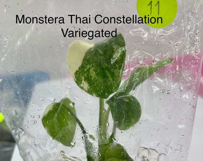 Monstera Thai Constellation Var.| 1 plant per bag | Tissue Culture