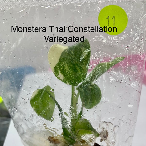 Monstera Thai Constellation Var.| 1 rośliny w torbie | Hodowli tkankowej