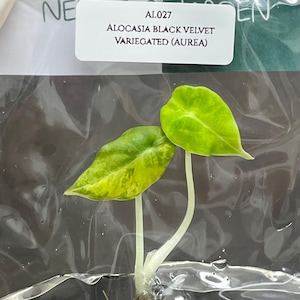 Alocasia black velvet variegated (AUREA) (1 plantlet/bag) Tissue culture