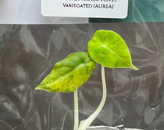 Alocasia black velvet variegated (AUREA) (1 plantlet/bag) Tissue culture