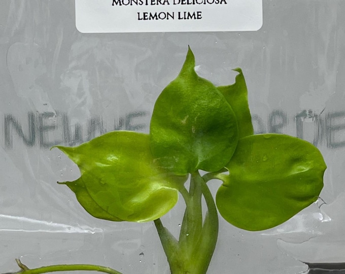 Monstera deliciosa lemon lime (1 plantlet/bag) Tissue culture