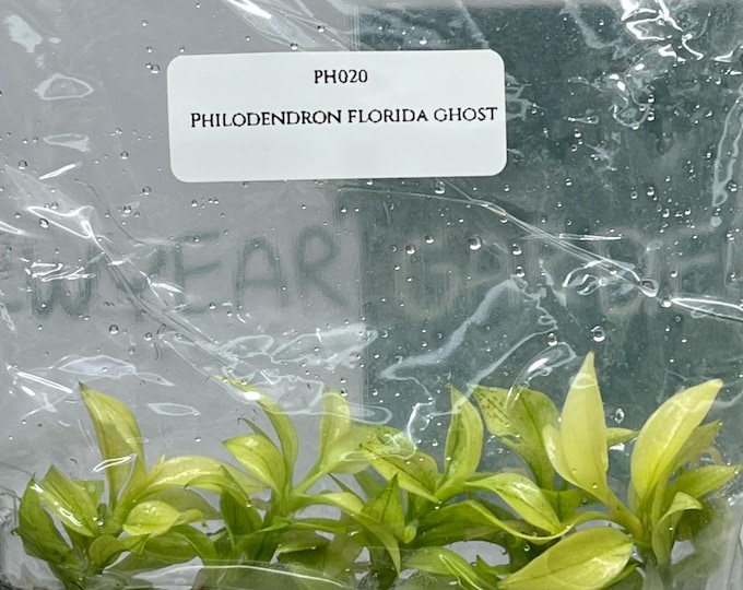 Philodendron Florida Ghost (5 plants/bag) Tissue Culture