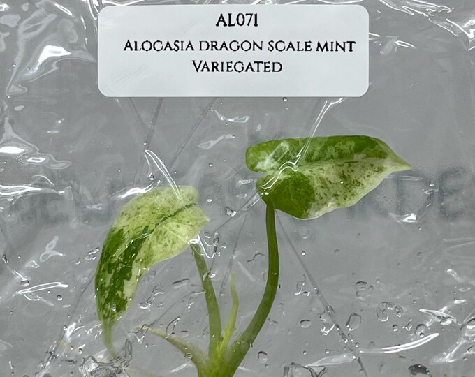 Alocasia Dragon Scale Mint Variegated (1 plant/bag) Tissue Culture