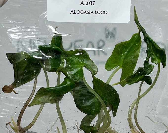 Alocasia Loco (5 plants/bag) Tissue Culture