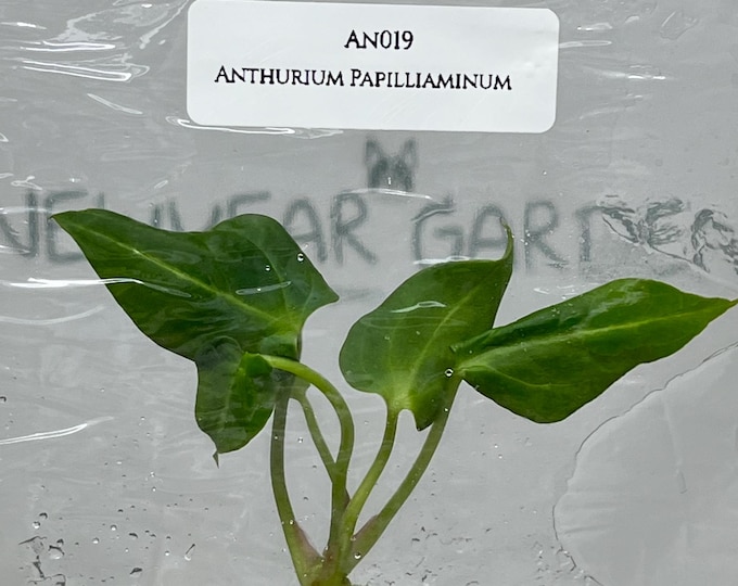 Anthurium Papilliaminum (1 plant/bag) Tissue Culture