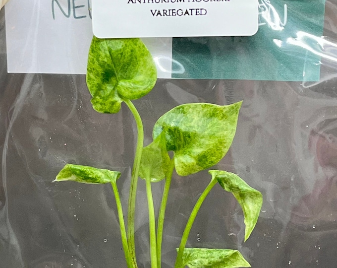 Anthurium Hookeri variegated (1 plantlet/bag) Tissue culture
