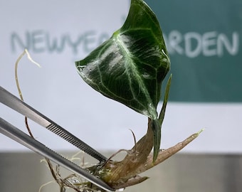 Alocasia Venom Tissue Culture (1 item/bag)