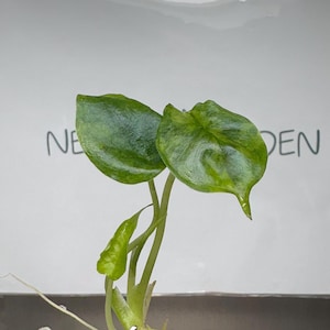 Alocasia Dragon Breath Aurea Variegated - Etsy