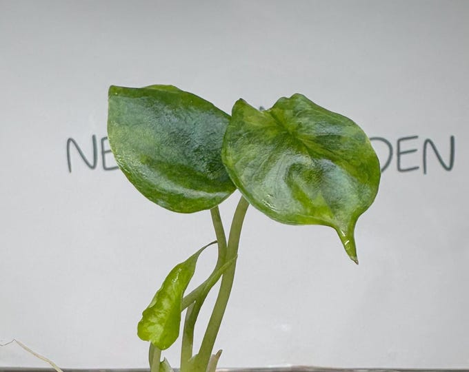 Alocasia Dragon's Breath Aurea Variegated Tissue Culture (1 item/bag)