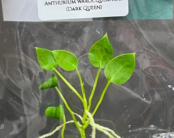 Anthurium warocqueanum (Dark Queen) (1 plantlet/bag) Tissue culture