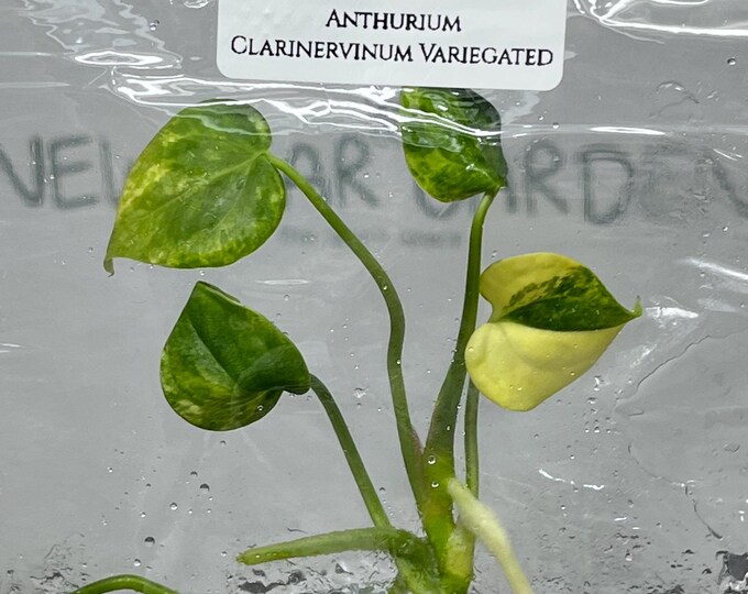 Anthurium Clarinervinum Variegated (1 plant/bag) Tissue culture