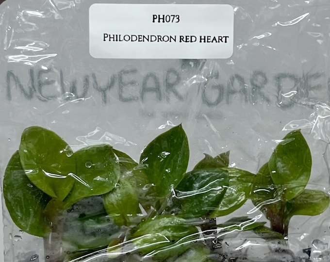 Philodendron Red Heart (5 plants/bag) Tissue Culture