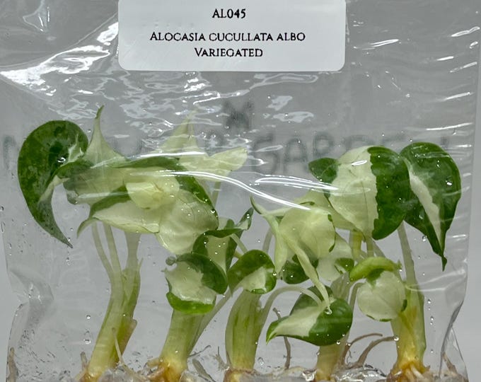 Alocasia Cucullata Albo Variegated (5 plants/bag) Tissue Culture