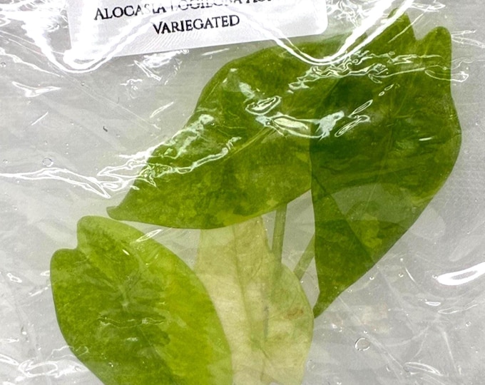 Alocasia Logiloba Aurea Variegated (1 plantlet/bag) Tissue culture