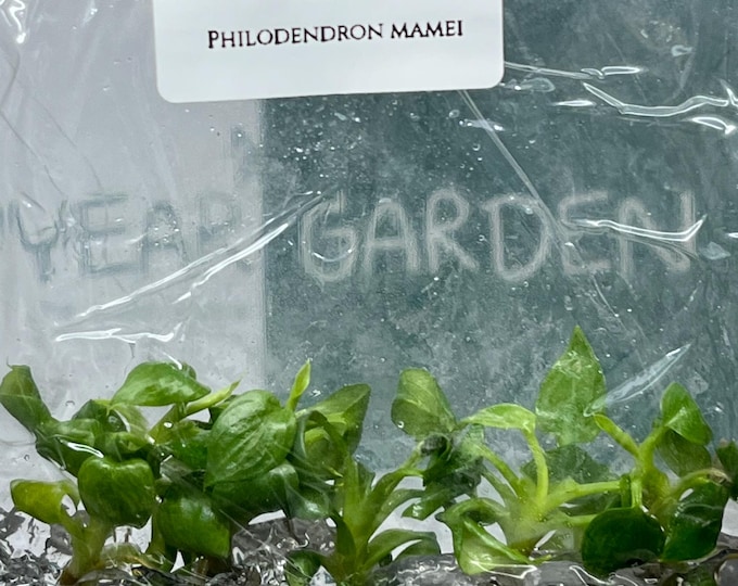 Philodendron Mamei (5 plants/bag) Tissue Culture