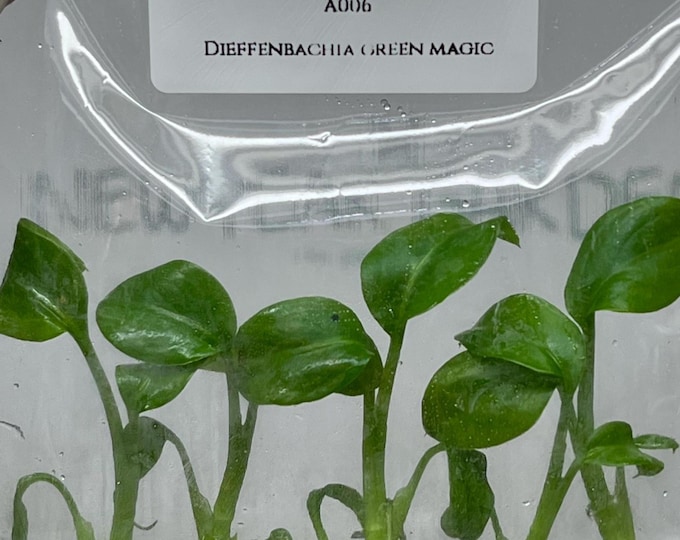 Dieffenbachia green magic (5 plantlets/bag) Tissue culture