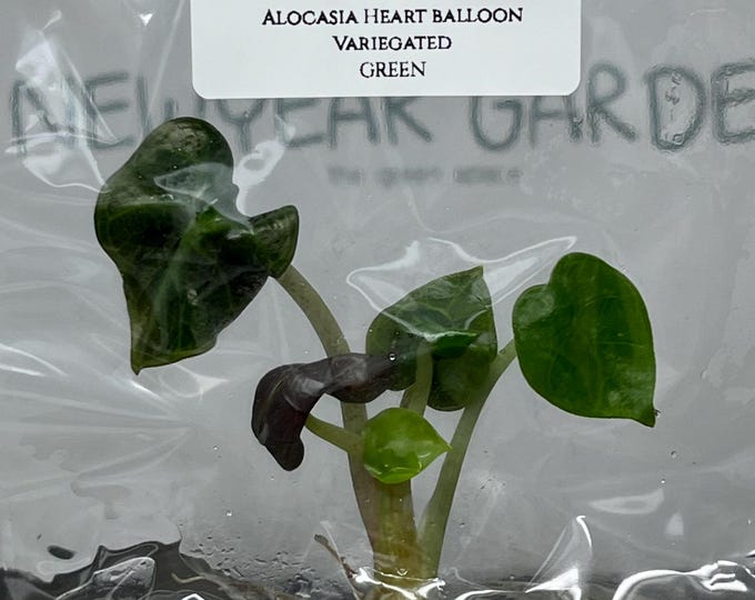 Alocasia Heart balloon GREEN (1 plantlet/bag) Tissue culture