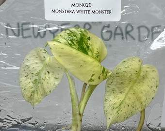 Monstera White Monster (1 plant/bag) Tissue Culture