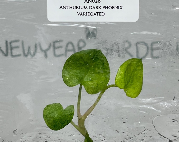 Anthurium Dark Phoenix Variegated (1 plant/bag) Tissue Culture