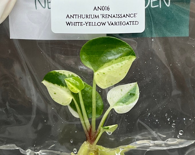 Anthurium 'Renaissance' White-Yellow Var. (1 plantlet/bag) Tissue culture