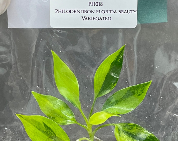 Philodendron florida beauty Variegated (1 plantlet/bag) Tissue culture