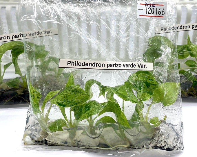 Philodendron Parizo verde Var.| 1 bag (5 plants per bag) Tissue Culture