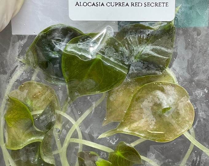 Alocasia cuprea red secret (5 plantlets/bag) Tissue culture