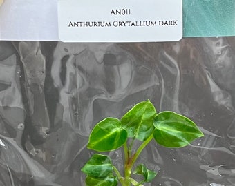 Anthurium Crytallium Dark (1 item/bag) Tissue Culture
