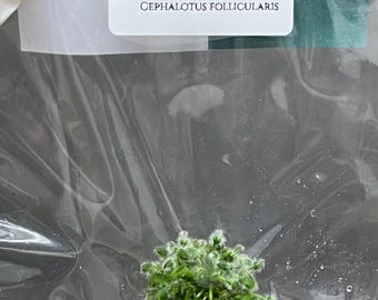 Cephalotus follicularis (1 plantlet/bag) Tissue Culture