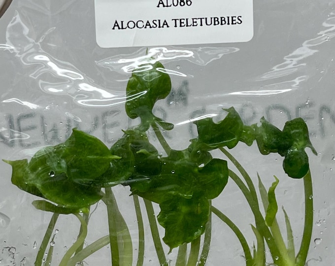 Alocasia Teletubbies (5 plants/bag) Tissue Culture