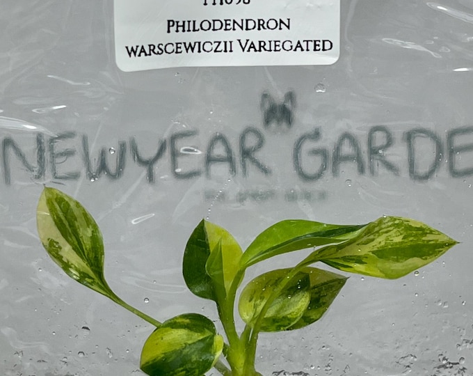 Philodendron Warscewiczii Variegated  (1 plant/bag) Tissue Culture