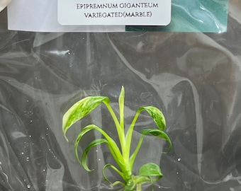 Epipremnum Giganteum Variegated (Marble) (1 plantlet/bag) Tissue culture