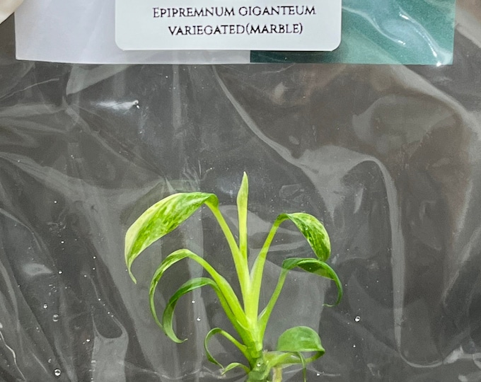 Epipremnum Giganteum Variegated (Marble) (1 plantlet/bag) Tissue culture