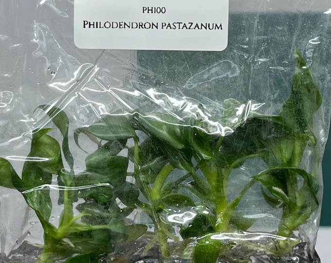Philodendron Pastazanum (5 plants/bag)  Tissue Culture