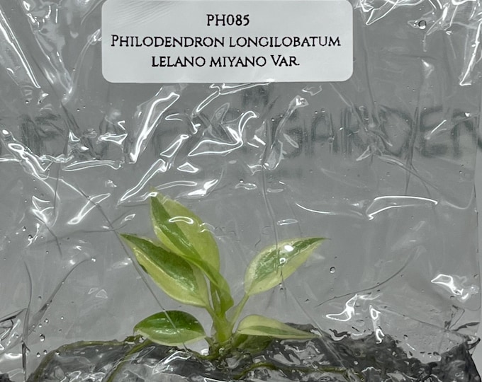 Mutation RARE Philodendron Longilobatum Lelano Miyano Variegated (1 plant/bag) Tissue Culture