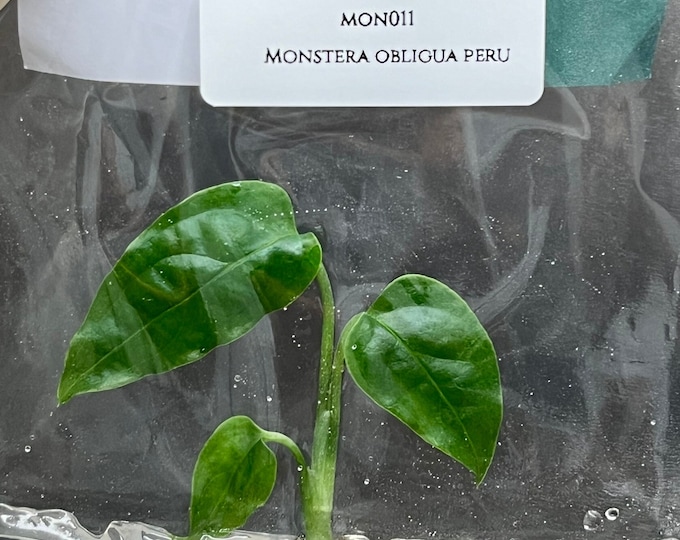 Monstera Obliqua Peru (1 plantlet/bag) Tissue culture
