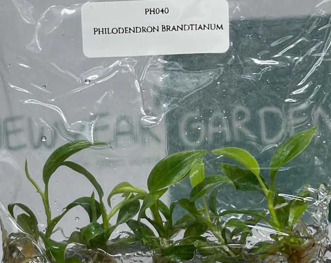 Philodendron Brantianum (5 plants/bag) Tissue Culture