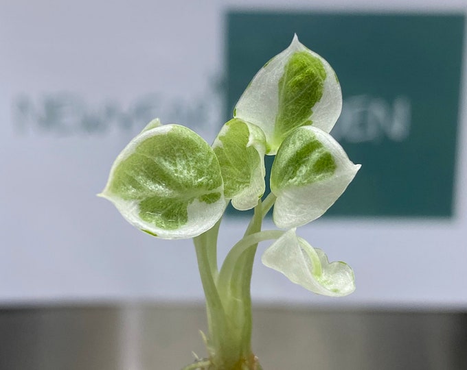 Alocasia Black Velvet Variegated (Ninja) Tissue Culture (1 item/bag)