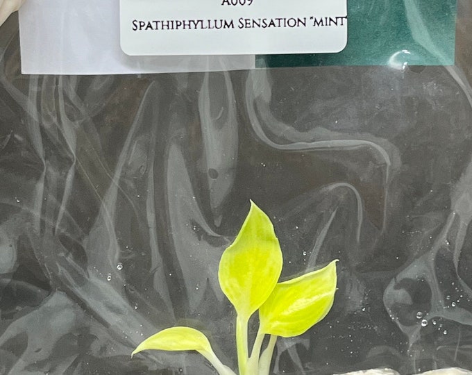 Spathiphyllum Sensation mint (1 plantlet/bag) Tissue culture