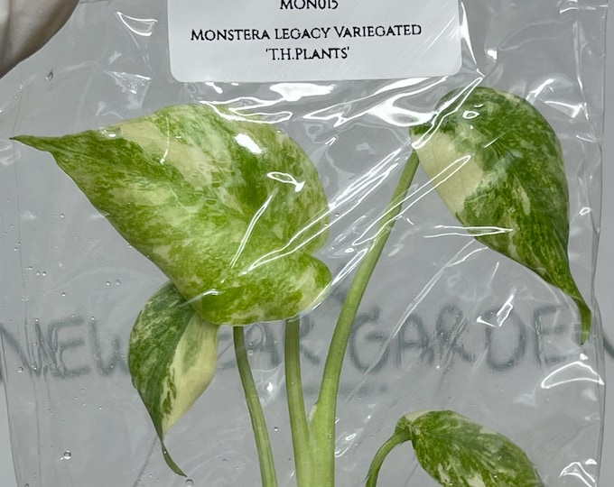 Monstera Legacy Variegated 'T.H.Plants' (1 plant/bag) Tissue Culture