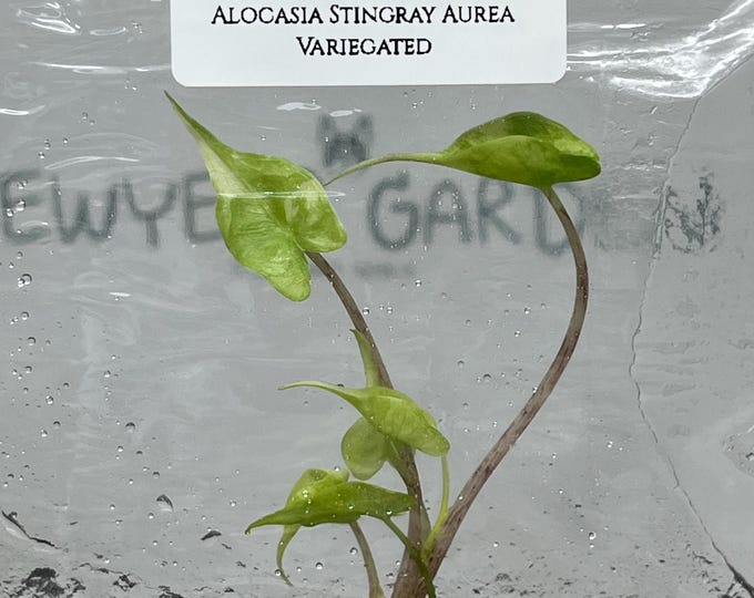 Alocasia Stingray Aurea Variegated (1 plant/bag) Tissue Culture