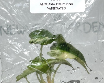 Alocasia Polly Pink Variegated  (1 plant/bag) Tissue Culture