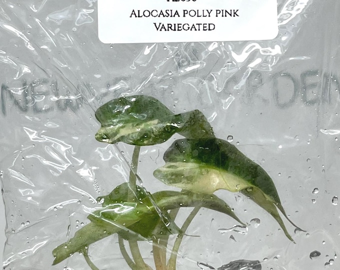 Alocasia Polly Pink Variegated  (1 plant/bag) Tissue Culture