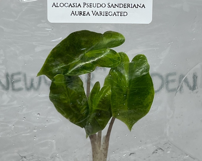Alocasia Pseudo Sanderiana Aurea Variegated (1 plant/bag) Tissue Culture