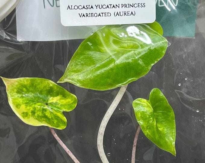 Alocasia yucatan princess Variegated (1 plantlet/bag) Tissue culture