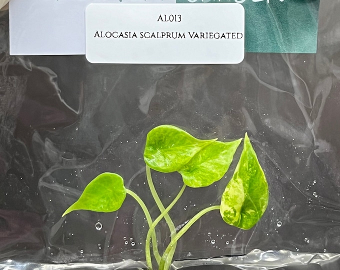 Alocasia scalprum Variegated (1 plantlet/bag) Tissue culture
