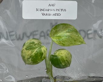 Scindapsus pictus Variegated (1 plantlet/bag) Tissue culture