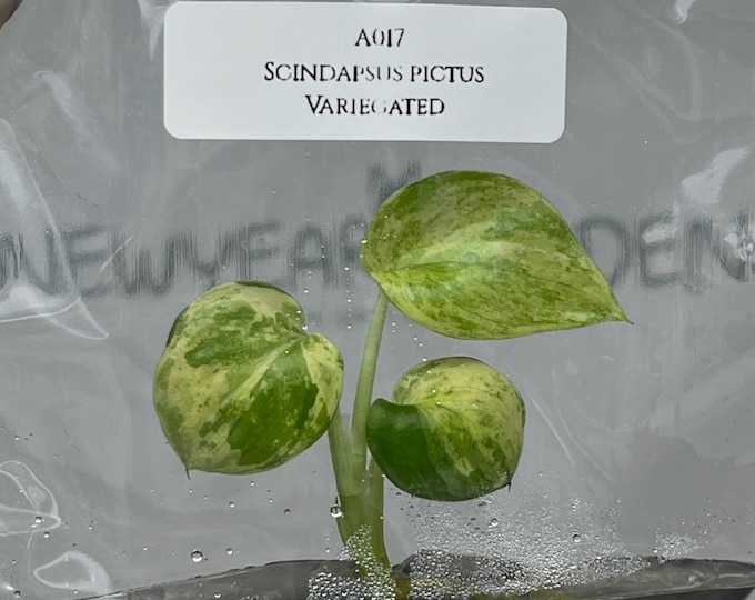Scindapsus pictus Variegated (1 plantlet/bag) Tissue culture